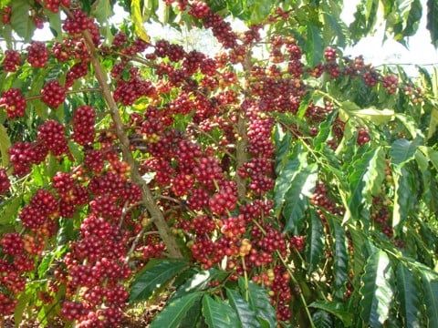 Hòa Mình Vào Núi Rừng Buôn Mê Chỉ Với Một Bước Dưỡng Da