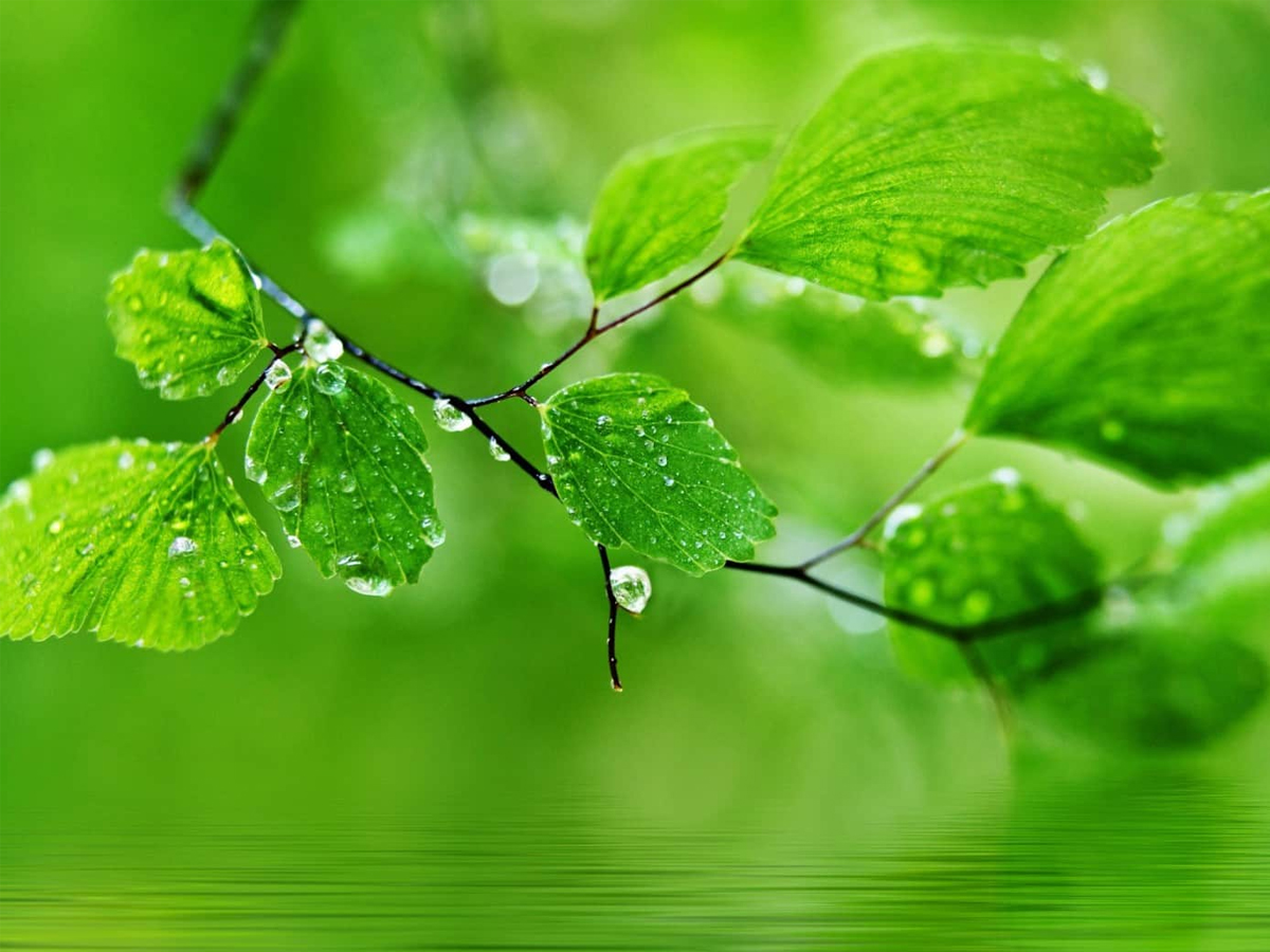 Nghĩ Xanh - Dùng Xanh & Mỹ Phẩm Xanh