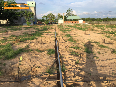 Dự án tưới tự động cho cây mít ở Đồng Nai