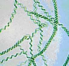 Giáo sư Nguyễn Lân Dũng viết về Tảo xoắn SPIRULINA