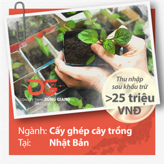 NÔNG NGHIỆP CẤY GHÉP CÂY TRỒNG, CÔNG VIỆC TẠO RA GIÁ TRỊ LỚN CHO THỰC TẬP SINH