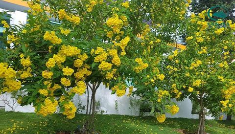 Tản Đà Resort mùa hoa phong linh vàng hấp dẫn du khách