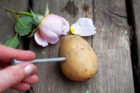 Hướng dẫn trồng hoa hồng bằng củ khoai tây cực đơn giản | Nông nghiệp phố