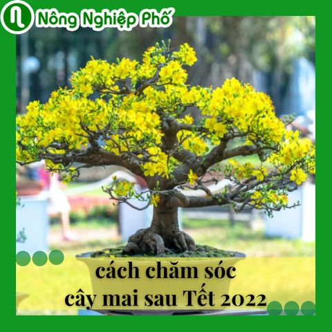 Cách chăm sóc cây mai vàng trong chậu sau Tết 2023 | Nông nghiệp phố