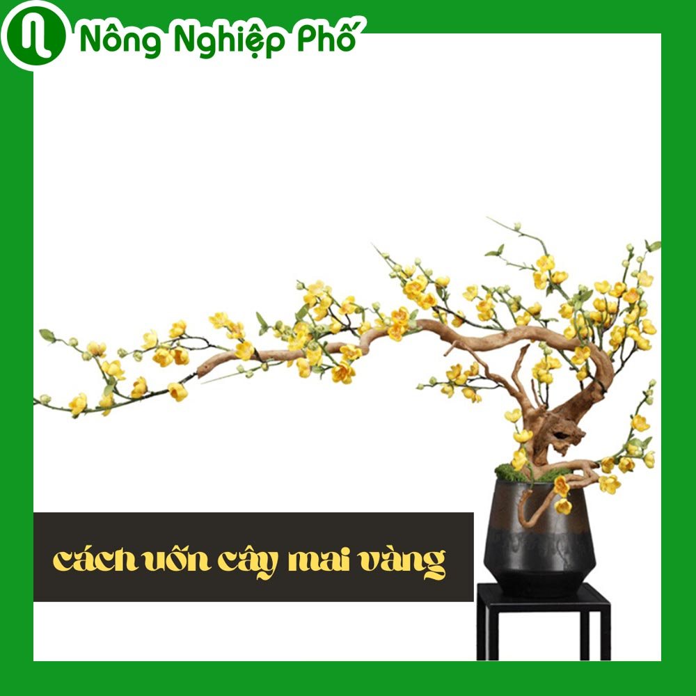 Cách uốn cây mai vàng | Nông nghiệp phố