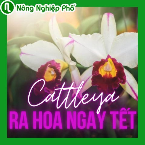Cách chăm sóc lan Cattleya ra hoa đúng Tết | Nông nghiệp phố