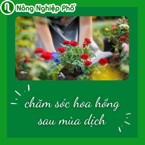 Chăm sóc hoa hồng sau mùa dịch | Nông nghiệp phố