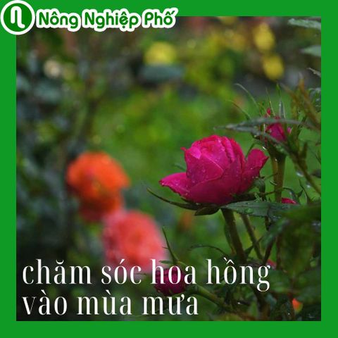 Mẹo chăm sóc, chống úng cho hoa hồng mùa mưa | Nông nghiệp phố