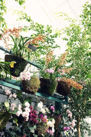 Cách chăm sóc chậu hoa lan sau khi mua về | Nông Nghiệp Phố