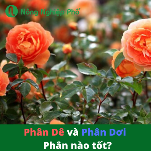Phân Dê và Phân Dơi – Phân nào tốt cho hoa hồng nhất?