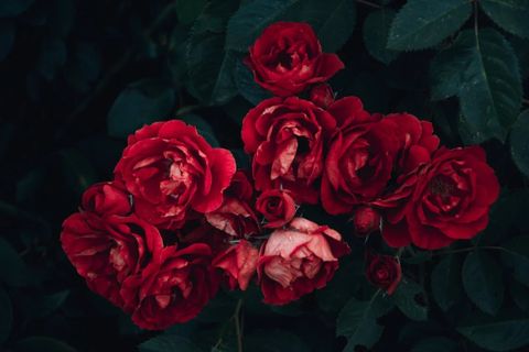 Hoa hồng - Nữ hoàng của thế giới hoa