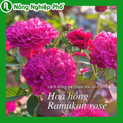 Hoa hồng Ramukan rose, cách trồng và chăm sóc | Nông Nghiệp Phố