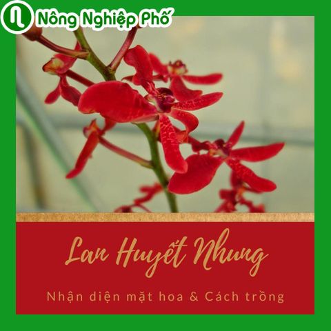 Nhận diện mặt hoa và cách trồng lan huyết nhung | Nông Nghiệp Phố