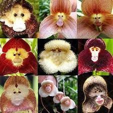 Điểm mặt những loài hoa lan mặt khỉ | Nông nghiệp phố