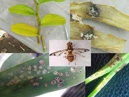Cách trị ruồi vàng hại hoa lan | Nông nghiệp phố