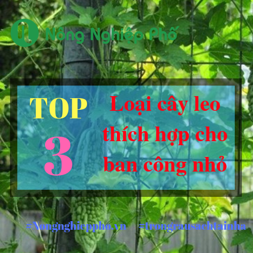 3 loại Cây Leo nên Trồng cho Ban Công Diện Tích Nhỏ