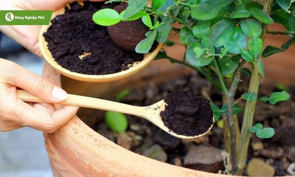 Bã cà phê mang lại nhiều lợi ích bất ngờ cho cây