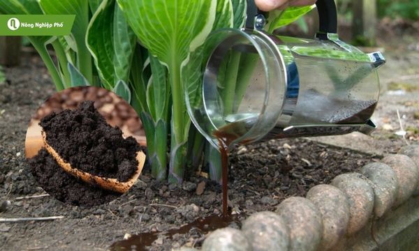 Một trong những cách sử dụng bã cà phê cho cây trồng