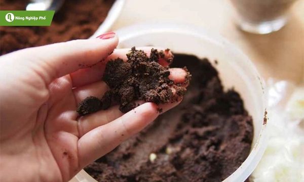 Bã cà phê nên xử lý trước khi bón cho cây