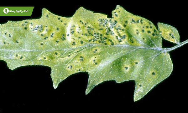 Vi khuẩn Xanthomonas spp tồn tại trong tàn dư thực vật bị bệnh, đất