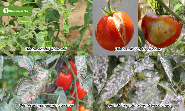 Một số bệnh thường gặp trên cà chua
