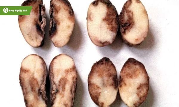 Một trong những bệnh nấm nguy hiểm nhất trên cây khoai tây.