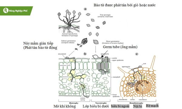 Nấm mốc sương lan nhanh nhờ gió và nước mưa.