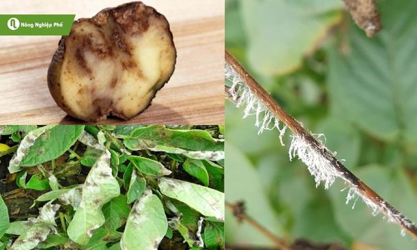Lá có đốm mờ, thân đen khô, củ thối là dấu hiệu cảnh báo mốc sương.