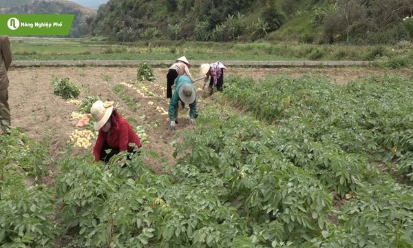 Canh tác hợp lý giúp hạn chế môi trường cho nấm mốc phát triển.