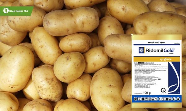 Ridomil Gold 68WG – lựa chọn hiệu quả cho mốc sương khoai tây.