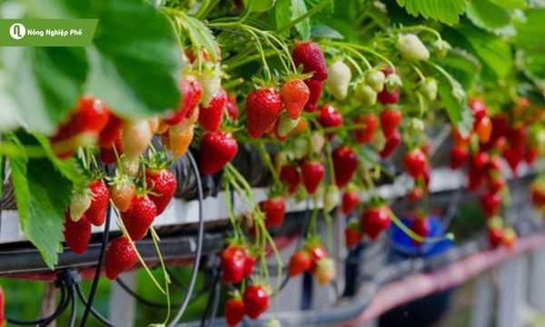 Bón phân cho dâu tây hiệu quả, kích thích ra trái