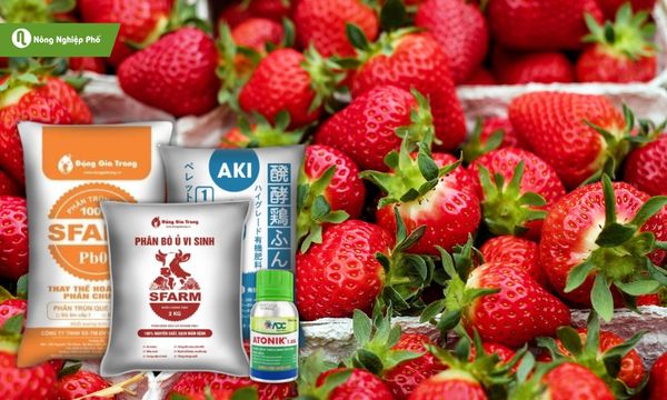 Các loại phân bón cho dâu tây có tại Nông Nghiệp Phố