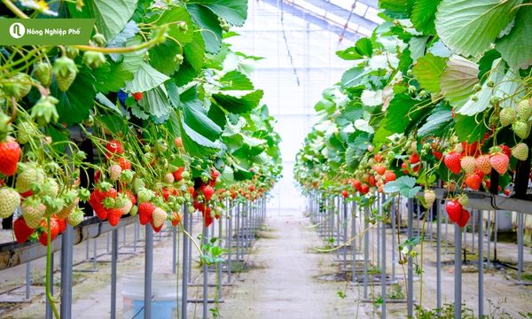 Tránh bón phân quá nhiều cho dâu tây sẽ khiến chất lượng giảm