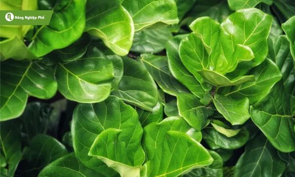 Bàng Singapore vừa làm cây cảnh nội thất vừa có thể đặt ngoài trời