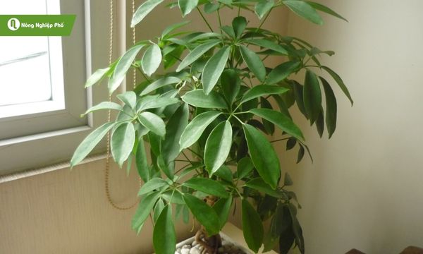 Cây chân chim mang lại nét xanh tươi bền vững