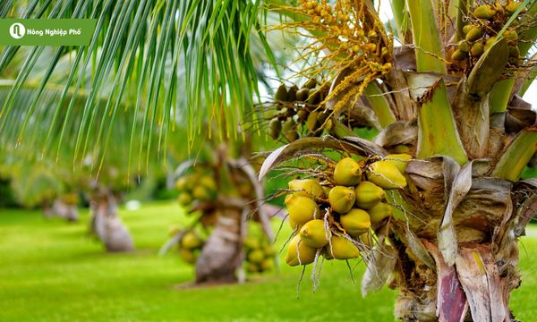 Dừa thích hợp làm cây bóng mát cho sân vườn