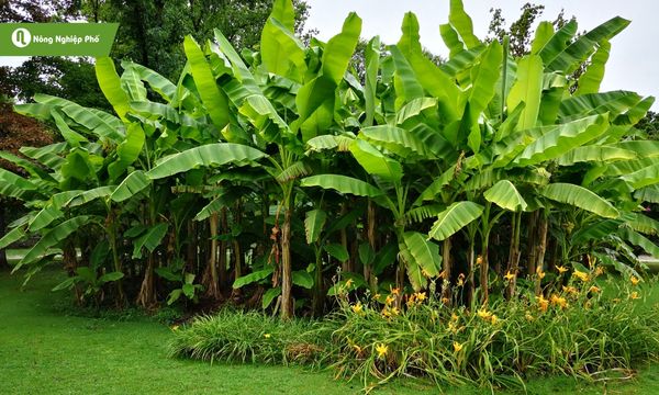 Chuối vừa dễ trồng vừa cho quả quanh năm
