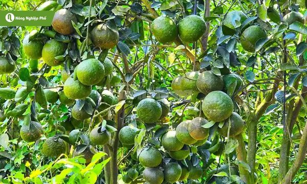 Cam sành phổ biến tại Việt Nam