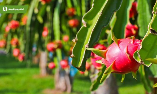 Thanh long - Loài cây đặc trưng vùng nhiệt đới nắng nóng