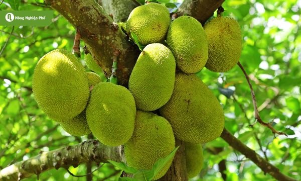 Cây mít dễ trồng, chịu hạn tốt