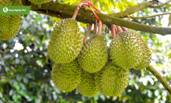 Sầu riêng - Vua của các loại trái cây nhiệt đới