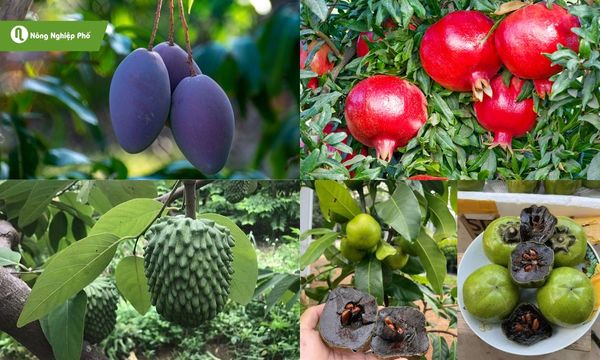 Những giống mới góp phần làm khu vườn thêm đa dạng