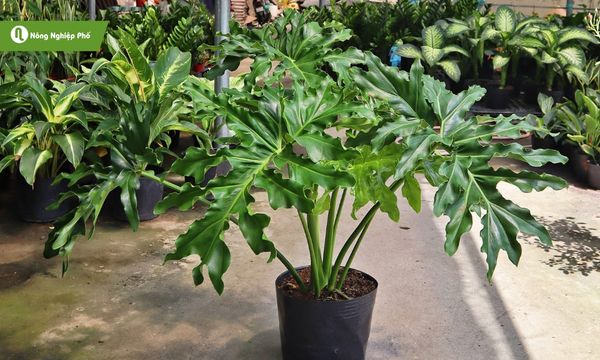 Trầu bà thanh xuân có thể trồng trong chậu nhỏ để bàn hoặc để leo giàn