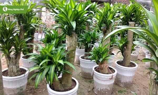 Thiết mộc lan có khả năng lọc không khí