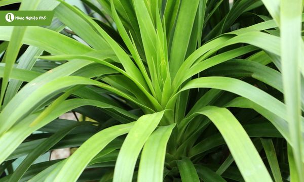 Cây huyết giác phù hợp cho những ai bận rộn