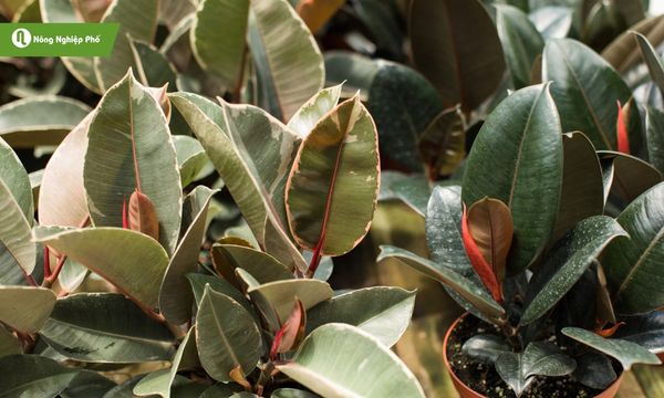 Đa búp đỏ thích hợp đặt ở phòng khách, văn phòng hoặc hành lang