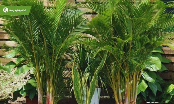 Cau Hawai mang lại không gian mát mẻ