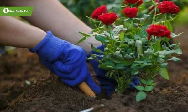 Phân bò giúp đất tơi xốp, giữ ẩm tốt cho hoa hồng trồng đất.