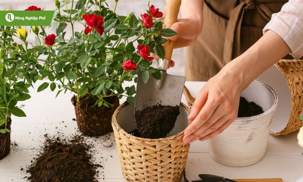 Phân bò hỗ trợ dinh dưỡng ổn định cho hoa hồng trong chậu.