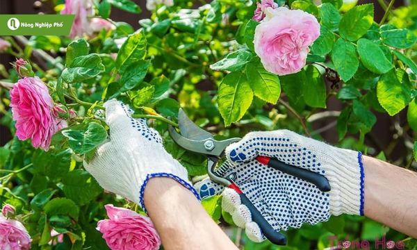 B牡 sung phân bò định kỳ giúp hoa hồng cắt cành ra hoa đều đặn.
